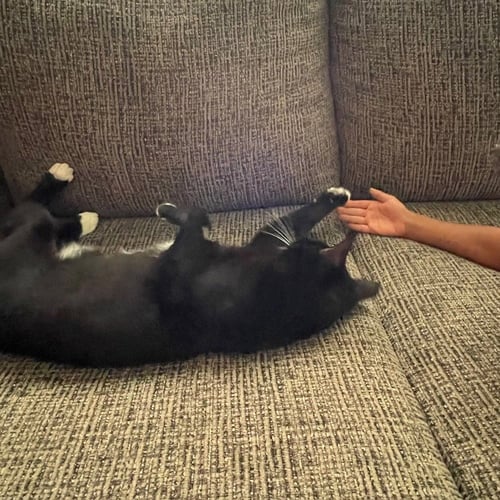 LATE SHOW - Domestic Short Hair available for adoption