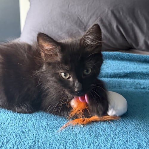 HI-CHEW - Domestic Medium Hair available for adoption