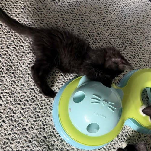 HI-CHEW - Domestic Medium Hair available for adoption