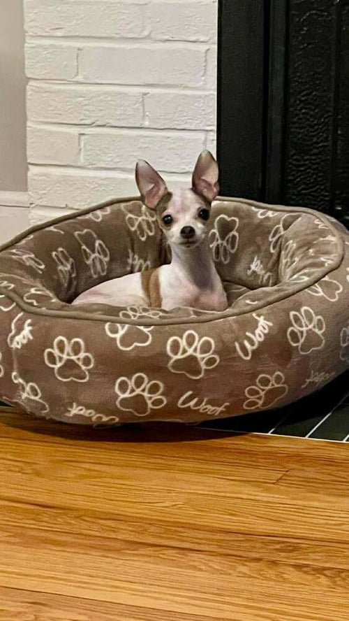 LITTLE SISTER - Chihuahua available for adoption