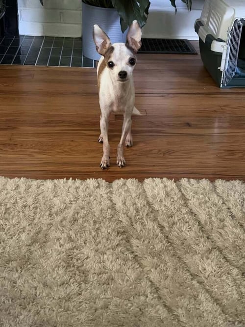 LITTLE SISTER - Chihuahua available for adoption