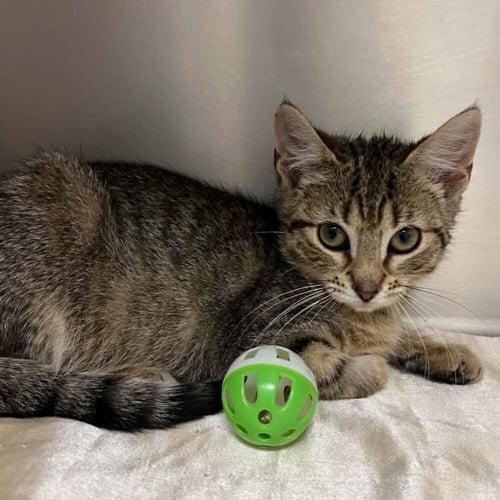 CRIMSON - Domestic Short Hair available for adoption