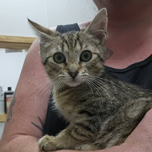 CRIMSON - Domestic Short Hair available for adoption