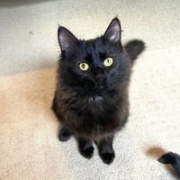 zz-Little Kitten - Photo 1
