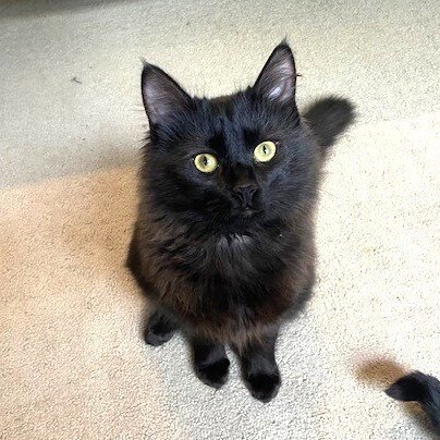 ZZ-LITTLE KITTEN - Domestic Medium Hair for adoption in Asheville