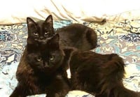 zz-Little Kitten - Photo 2