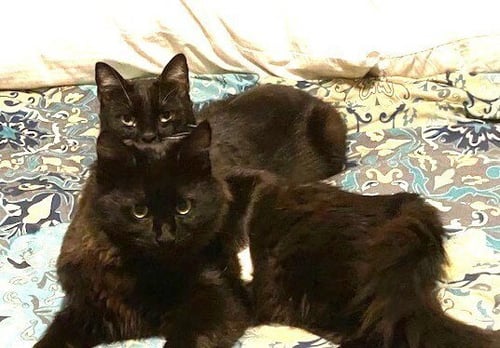 ZZ-LITTLE KITTEN - Domestic Medium Hair available for adoption