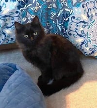 zz-Little Kitten - Photo 3