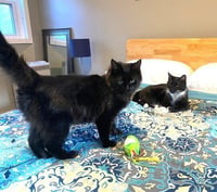 zz-Little Kitten - Photo 4