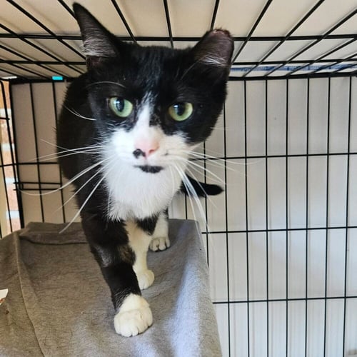 COZETTE - Domestic Short Hair available for adoption