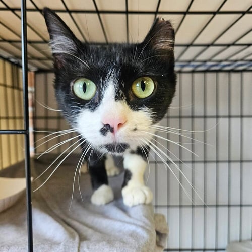 COZETTE - Domestic Short Hair available for adoption