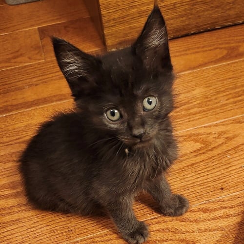 SHALLOT - Domestic Short Hair available for adoption