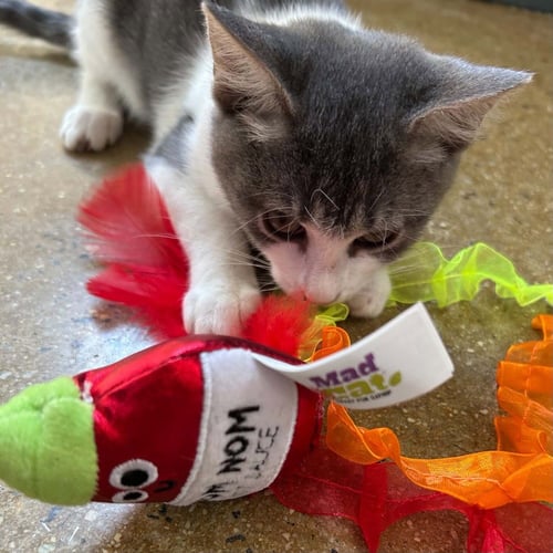 MILES - Domestic Short Hair available for adoption
