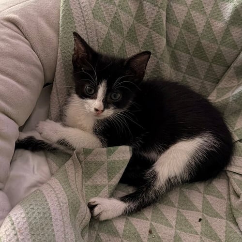 SHAKE-N-BAKE - Domestic Short Hair available for adoption