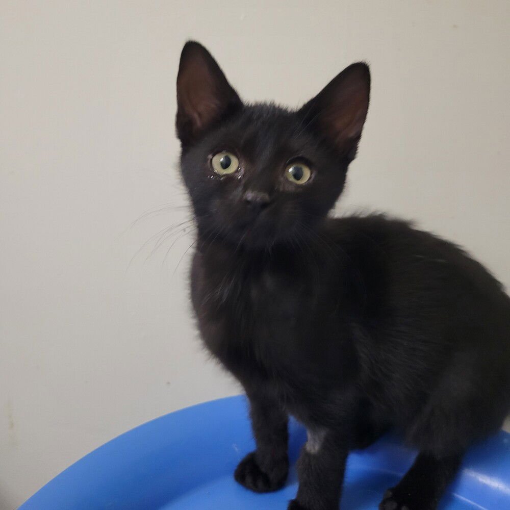 KINGSTON - Domestic Short Hair available for adoption