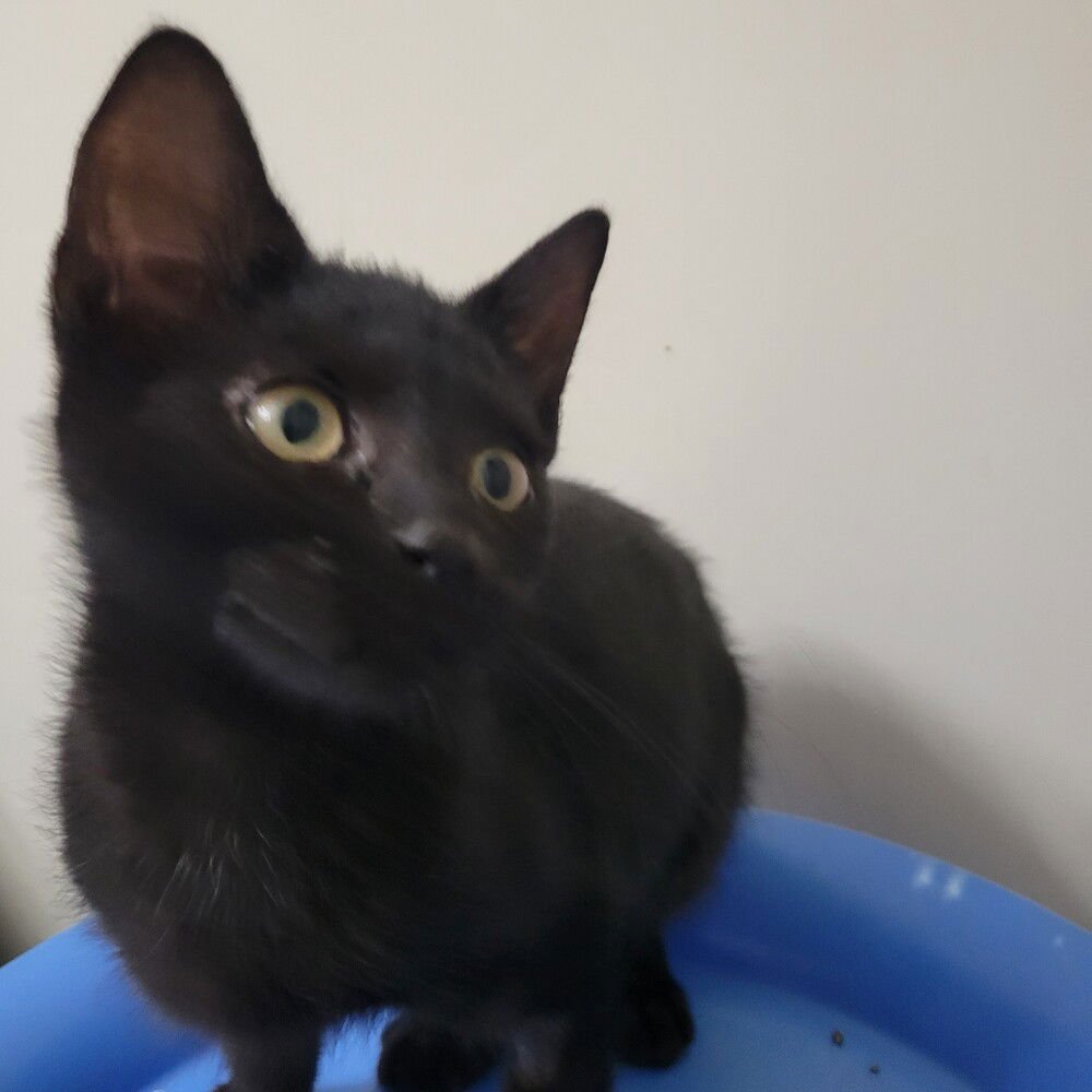 KINGSTON - Domestic Short Hair available for adoption