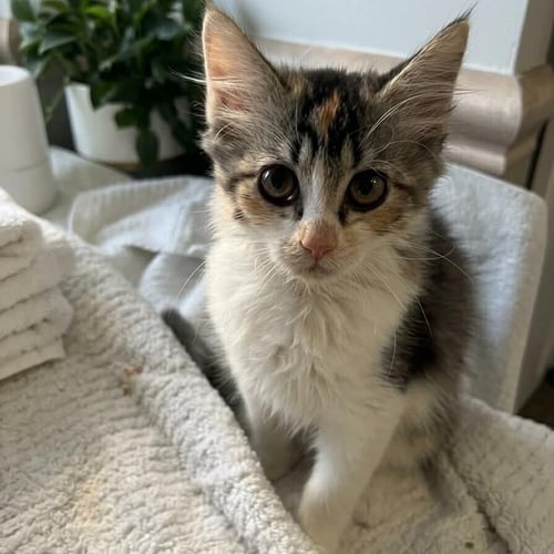 RASBORA - Domestic Medium Hair available for adoption