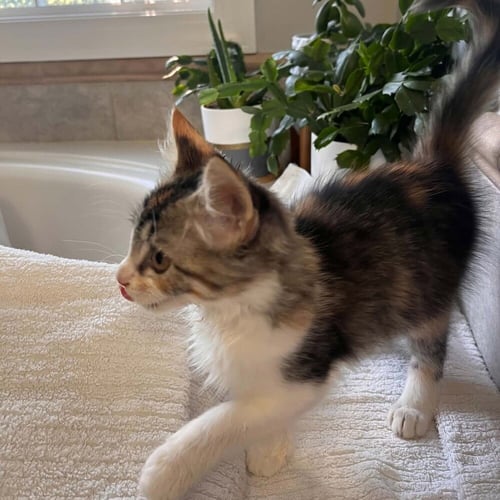 RASBORA - Domestic Medium Hair available for adoption