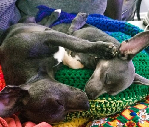 TOM AND JERRY - Chihuahua available for adoption