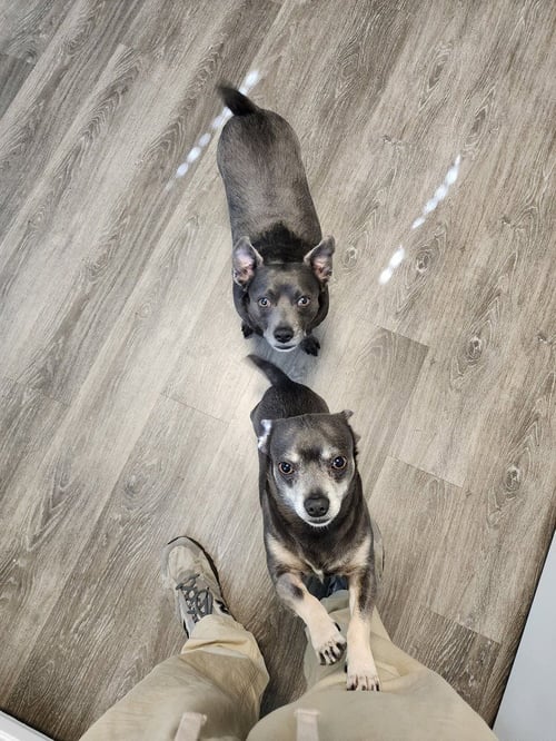 TOM AND JERRY - Chihuahua available for adoption