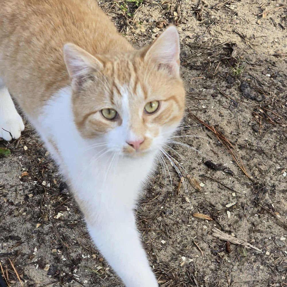 AIRSTREAM - Domestic Short Hair available for adoption