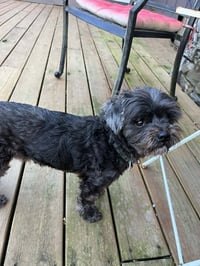 Griffy - Photo 2