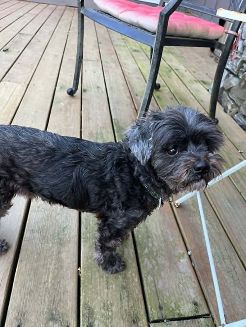 GRIFFY - Terrier available for adoption