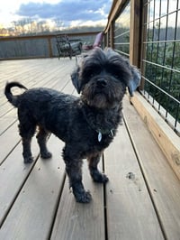 Griffy - Photo 3