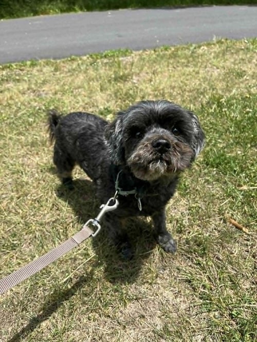 GRIFFY - Terrier available for adoption