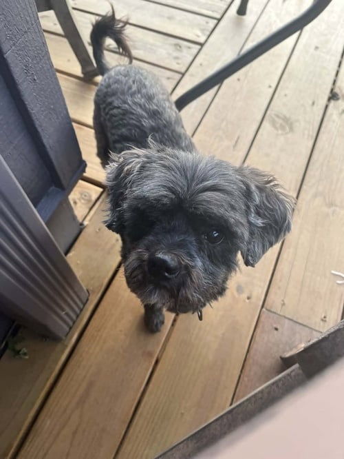 GRIFFY - Terrier available for adoption