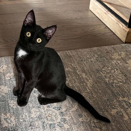 LEAF - Domestic Short Hair for adoption in Asheville