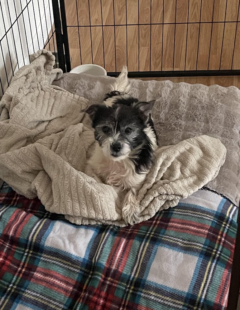 MONA - Terrier for adoption in Asheville