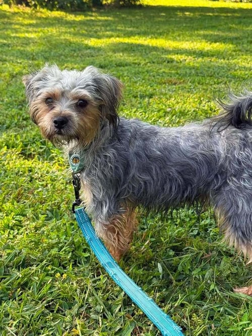 ZUCCHINI - Unknown available for adoption