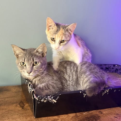 SPUMONI - Domestic Short Hair available for adoption