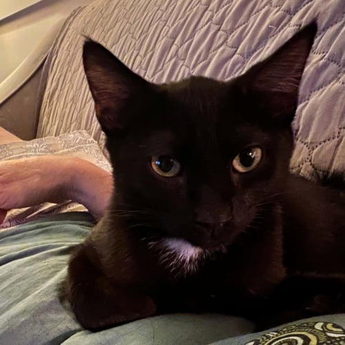 LEAF - Domestic Short Hair available for adoption