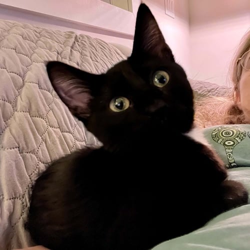 LEAF - Domestic Short Hair available for adoption