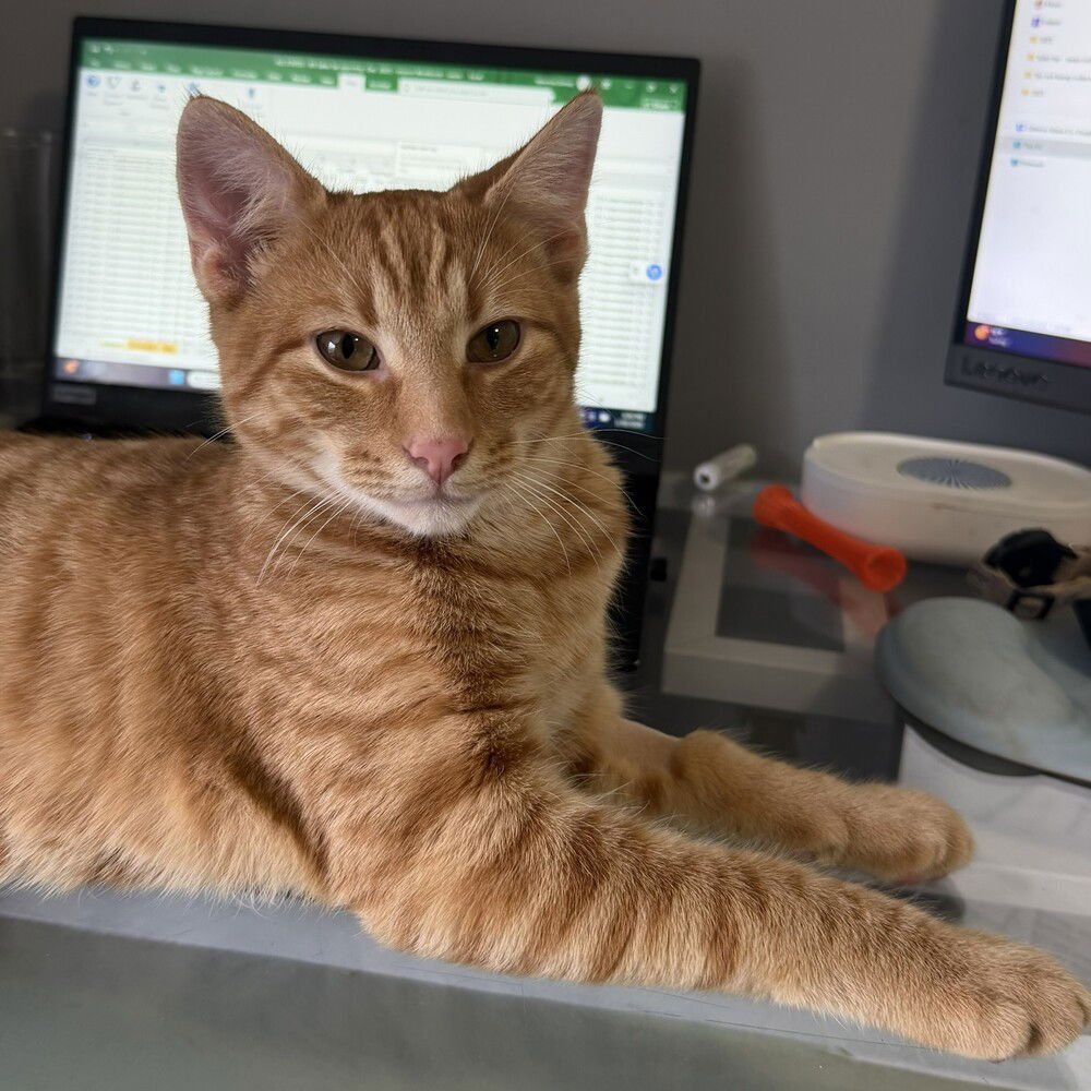 GORDO - Domestic Short Hair available for adoption