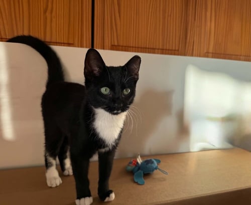 DRAGONFLY - Domestic Short Hair available for adoption