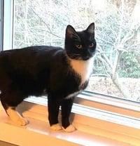 zz-Momma Cat - Photo 3