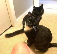 zz-Momma Cat - Photo 4