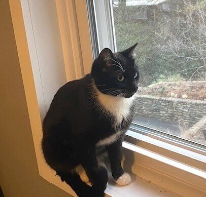 ZZ-MOMMA CAT - Domestic Short Hair available for adoption