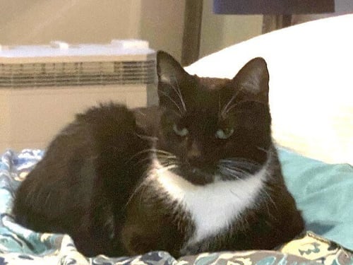 ZZ-MOMMA CAT - Domestic Short Hair available for adoption
