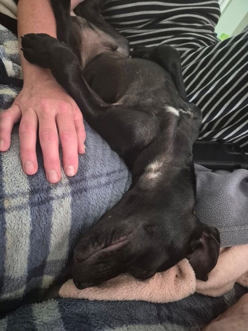 SCHUSTER - Terrier available for adoption