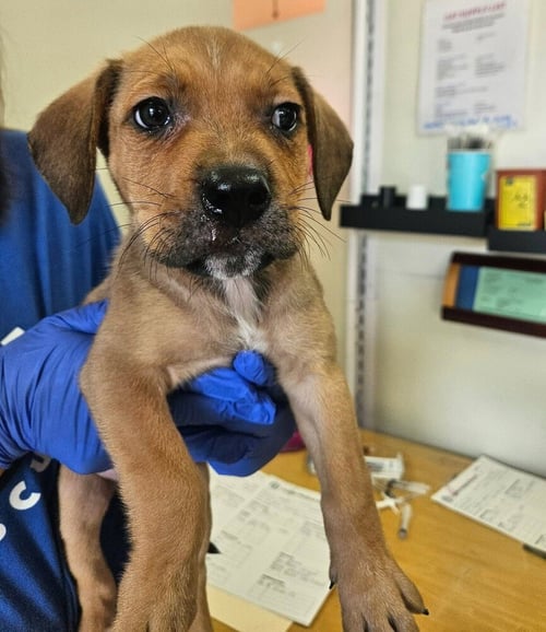 ARGOS - Terrier available for adoption