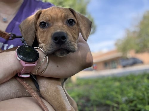 ARGOS - Terrier available for adoption