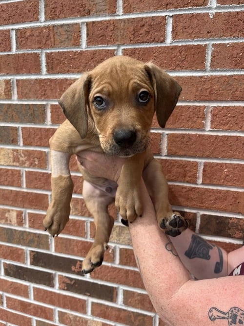 ARGOS - Terrier available for adoption
