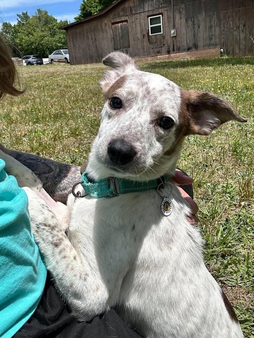 HERA - Terrier available for adoption