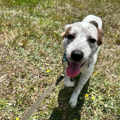 HERA - Terrier available for adoption