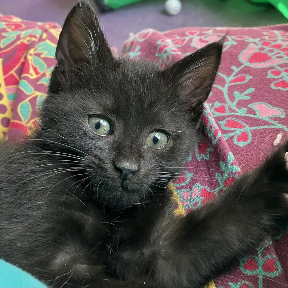 SANDERLING - Domestic Short Hair available for adoption
