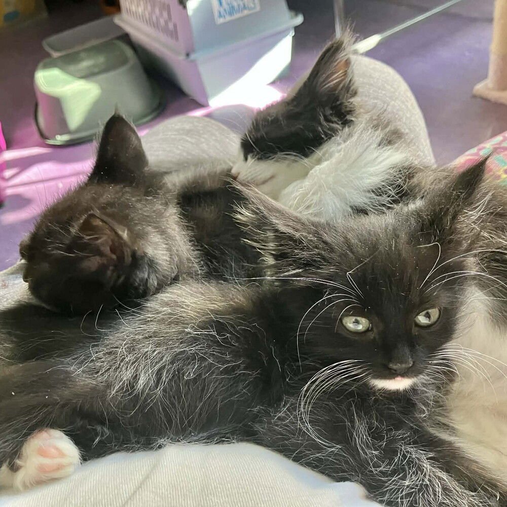 SANDERLING - Domestic Short Hair available for adoption